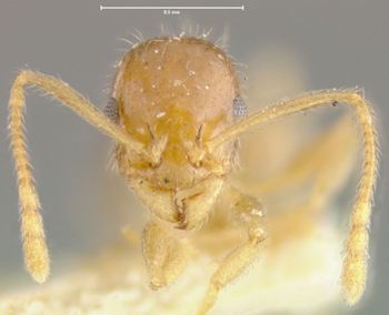Media type: image; Entomology 21046   Aspect: head frontal view